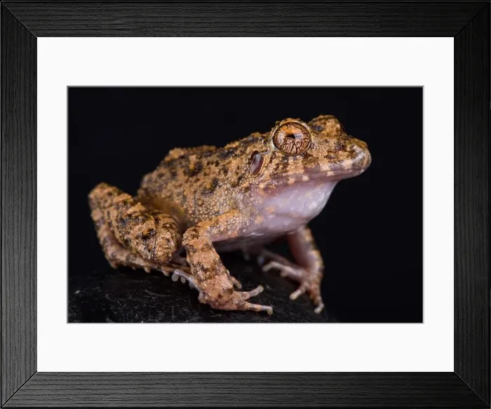 Framed Print : Big headed rain frog (Ischnocnema quixensis) Framed Print : Big headed rain frog (Ischnocnema quixensis)