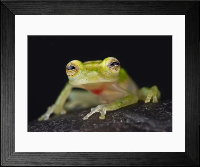 Framed Print : Yaku glassfrog (Hyalinobatrachium yaku) Framed Print : Yaku glassfrog (Hyalinobatrachium yaku)