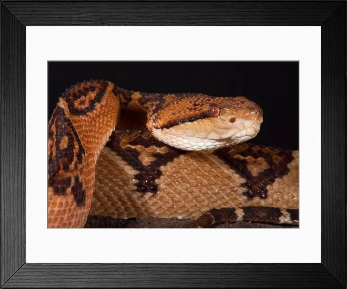 Framed Print : The Bushmaster (Lachesis muta) is a giant pitviper species found in the rainforests of South America Framed Print : The Bushmaster (Lachesis muta) is a giant pitviper species found in the rainforests of South America