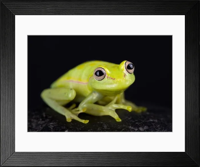 Framed Print : Polkadot treefrog (Hyla punctata) Framed Print : Polkadot treefrog (Hyla punctata)