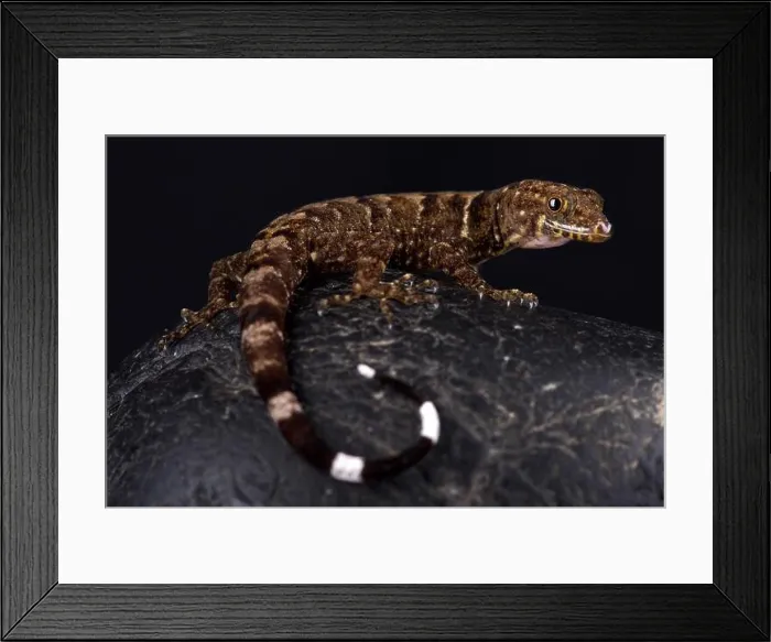 Framed Print : O'Shaughnessy's Gecko (Gonatodes concinnatus) Framed Print : O'Shaughnessy's Gecko (Gonatodes concinnatus)