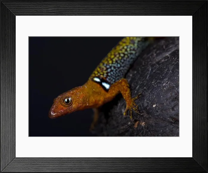 Framed Print : O'Shaughnessy's Gecko (Gonatodes concinnatus)