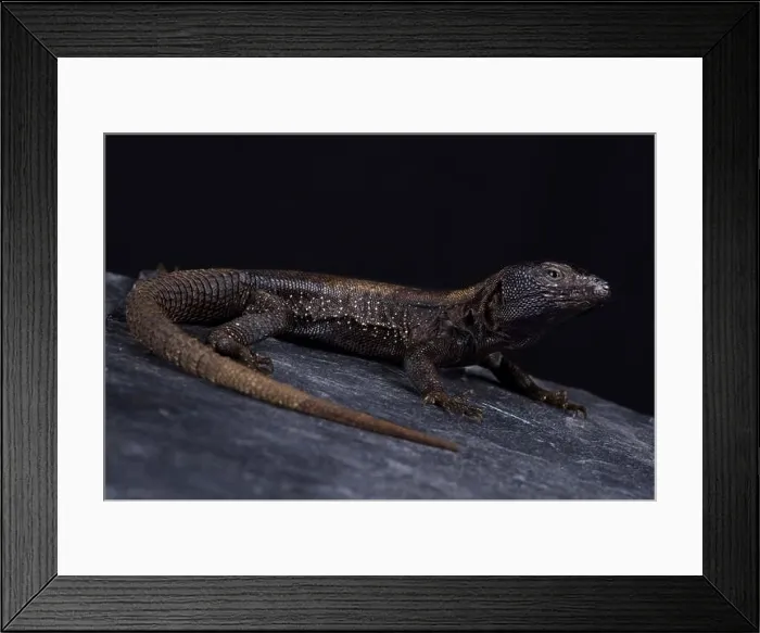 Framed Print : Dark Whorltail Iguana (Stenocercus melanopygus) Framed Print : Dark Whorltail Iguana (Stenocercus melanopygus)
