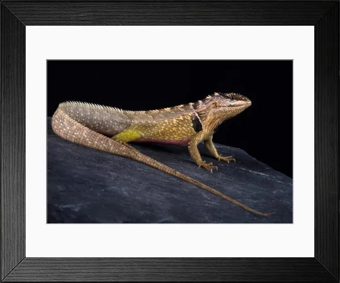 Framed Print : The Ivy Whorltail Iguana (Stenocercus ivitus) is endemic to Peru, it lives between Canchaque and Huancabamba Framed Print : The Ivy Whorltail Iguana (Stenocercus ivitus) is endemic to Peru, it lives between Canchaque and Huancabamba