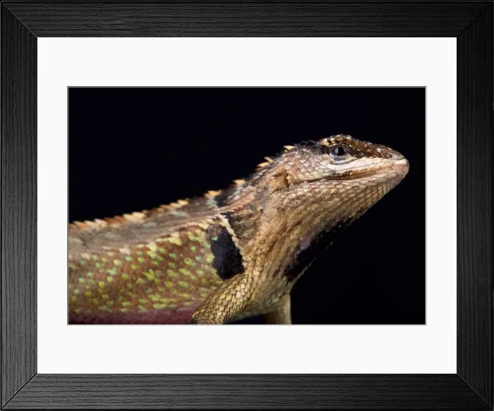 Framed Print : The Ivy Whorltail Iguana (Stenocercus ivitus) is endemic to Peru, it lives between Canchaque and Huancabamba Framed Print : The Ivy Whorltail Iguana (Stenocercus ivitus) is endemic to Peru, it lives between Canchaque and Huancabamba