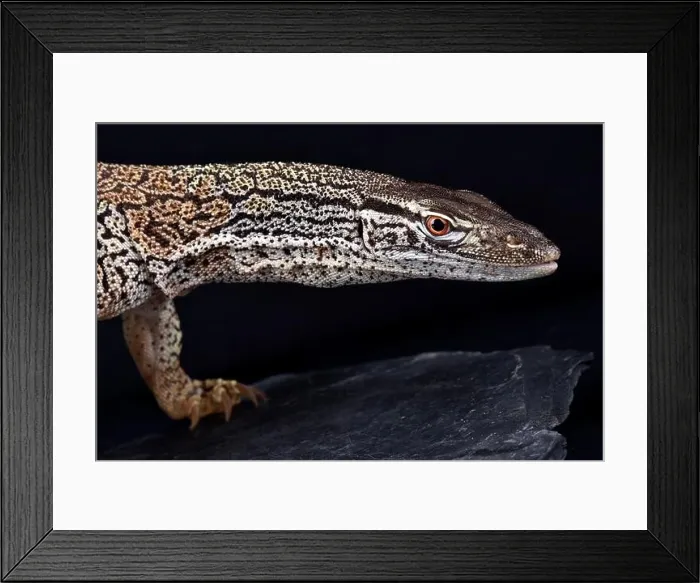 Framed Print : Desert sand monitor (Varanus gouldii flavirufus) Framed Print : Desert sand monitor (Varanus gouldii flavirufus)