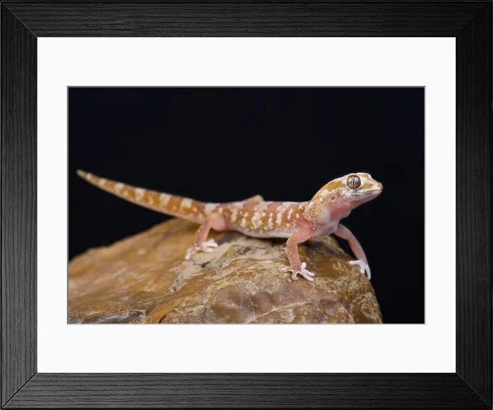 Framed Print : Quartz Gecko (Pachydactylus latirostris) Framed Print : Quartz Gecko (Pachydactylus latirostris)