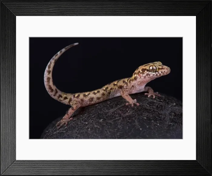 Framed Print : Siamese leaf-toed gecko (Dixonius siamensis) Framed Print : Siamese leaf-toed gecko (Dixonius siamensis)