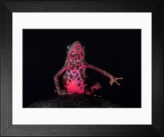 Framed Print : The Purple harlequin Toad (Atelopus spumarius barbotini) has only been discovered in 2013 Framed Print : The Purple harlequin Toad (Atelopus spumarius barbotini) has only been discovered in 2013