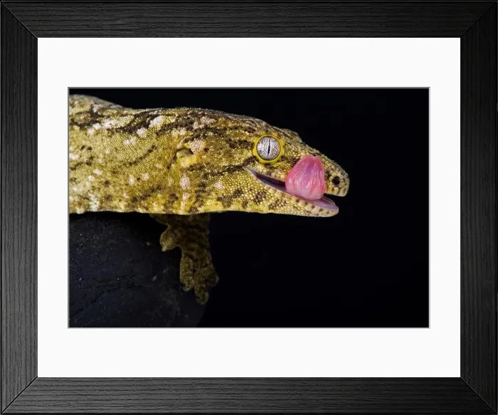 Framed Print : The New Caledonian giant gecko (Rhacodactylus leachianus) is considered the biggest gecko species alive today Framed Print : The New Caledonian giant gecko (Rhacodactylus leachianus) is considered the biggest gecko species alive today