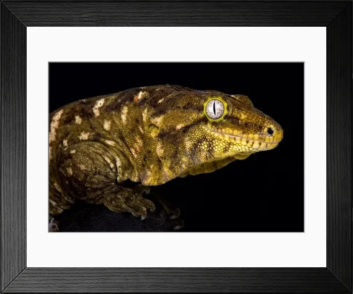 Framed Print : The New Caledonian giant gecko (Rhacodactylus leachianus) is considered the biggest gecko species alive today Framed Print : The New Caledonian giant gecko (Rhacodactylus leachianus) is considered the biggest gecko species alive today
