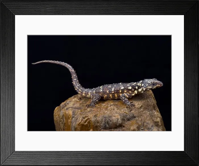 Framed Print : Zoutpansberg Girdled Lizard (Smaug warreni depressus) Framed Print : Zoutpansberg Girdled Lizard (Smaug warreni depressus)