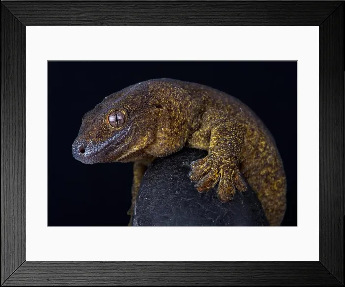 Framed Print : The Giant bronze gecko (Ailuronyx trachygaster) Framed Print : The Giant bronze gecko (Ailuronyx trachygaster)