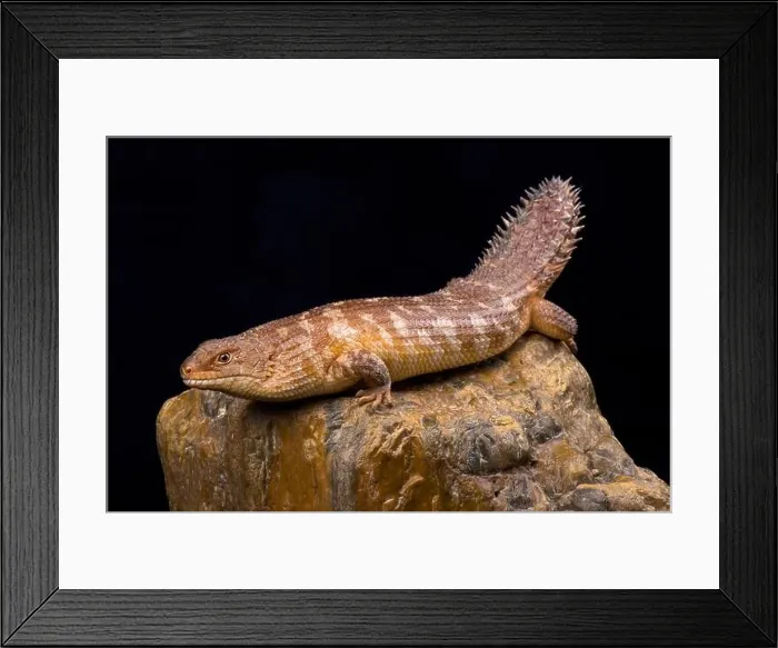 Framed Print : The western spiny-tailed skink (Egernia stokesii badia) has declined in numbers and range as a result of overgrazing Framed Print : The western spiny-tailed skink (Egernia stokesii badia) has declined in numbers and range as a result of overgrazing