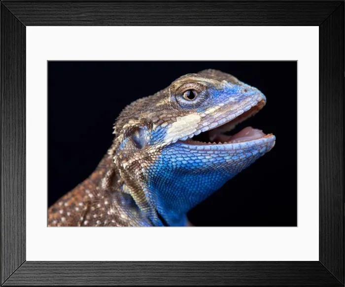 Framed Print : The Shield-tailed agama (Xenagama taylori) is endemic to the Horn of Africa Framed Print : The Shield-tailed agama (Xenagama taylori) is endemic to the Horn of Africa