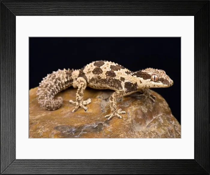 Framed Print : Rough Thick-toed Gecko (Pachydactylus rugosus) Framed Print : Rough Thick-toed Gecko (Pachydactylus rugosus)