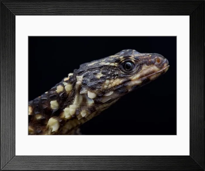 Framed Print : Zoutpansberg Girdled Lizard (Smaug warreni depressus) Framed Print : Zoutpansberg Girdled Lizard (Smaug warreni depressus)
