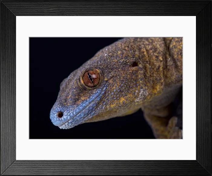 Framed Print : The Giant bronze gecko (Ailuronyx trachygaster) Framed Print : The Giant bronze gecko (Ailuronyx trachygaster)
