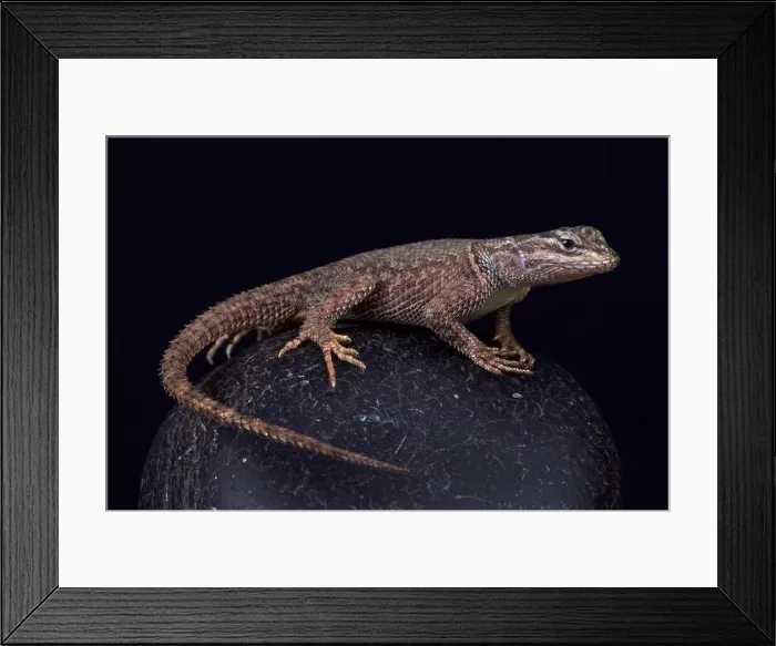 Framed Print : Yarrow's spiny lizard (Sceloporus jarrovii jarrovi) Framed Print : Yarrow's spiny lizard (Sceloporus jarrovii jarrovi)