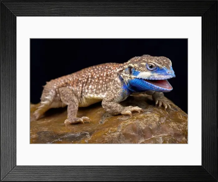 Framed Print : The Shield-tailed agama (Xenagama taylori) is endemic to the Horn of Africa Framed Print : The Shield-tailed agama (Xenagama taylori) is endemic to the Horn of Africa