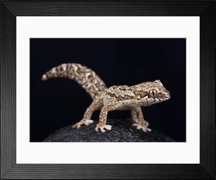 Framed Print : Spotted Thick-toed Gecko (Pachydactylus maculatus) Framed Print : Spotted Thick-toed Gecko (Pachydactylus maculatus)