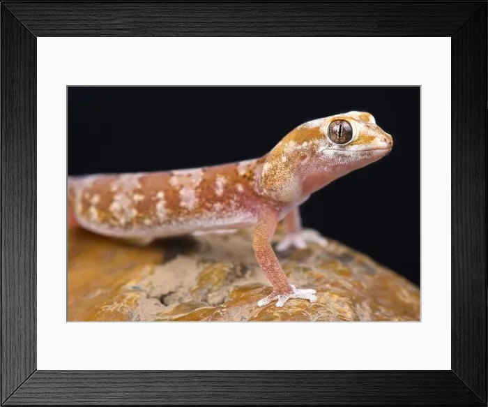 Framed Print : Quartz gecko (Pachydactylus latirostris) Framed Print : Quartz gecko (Pachydactylus latirostris)