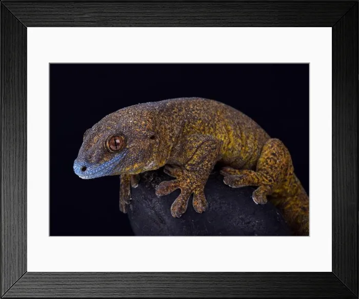 Framed Print : The Giant bronze gecko (Ailuronyx trachygaster) Framed Print : The Giant bronze gecko (Ailuronyx trachygaster)