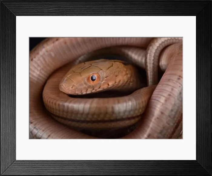 Framed Print : The King Ratsnake (Elaphe carinata) is a large snake species found in China Framed Print : The King Ratsnake (Elaphe carinata) is a large snake species found in China