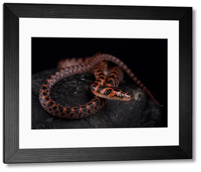 Framed Print : The Banded red snake (Lycodon rufozonatum ) is found across a large part of East Asia Framed Print : The Banded red snake (Lycodon rufozonatum ) is found across a large part of East Asia