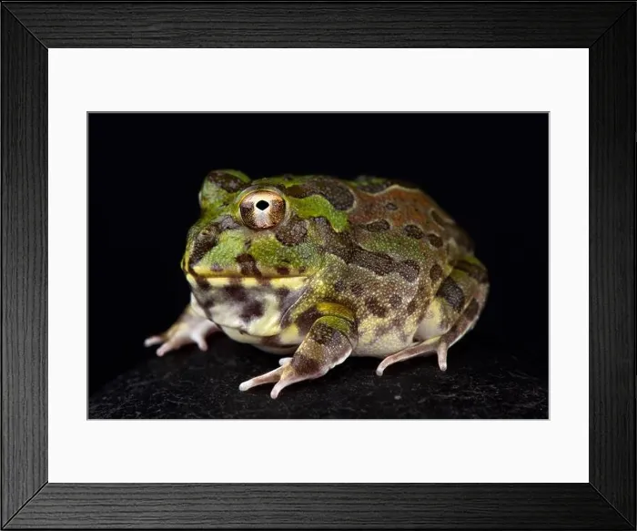 Framed Print : Chaco horned frog (Chacophrys pierottii) Framed Print : Chaco horned frog (Chacophrys pierottii)