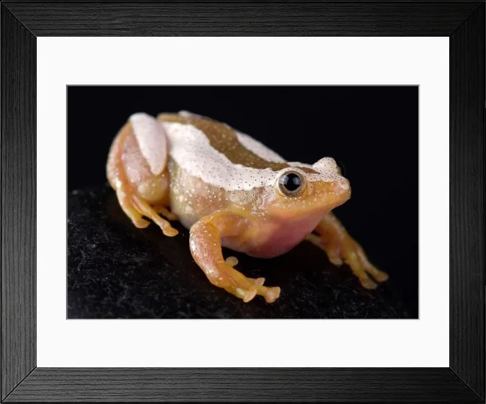 Framed Print : Greater leaf-folding frog (Afrixalus fornasini) Framed Print : Greater leaf-folding frog (Afrixalus fornasini)
