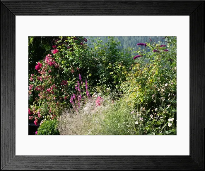 Framed Print : Color outdoor nature image of a garden with blooming flowers Framed Print : Color outdoor nature image of a garden with blooming flowers
