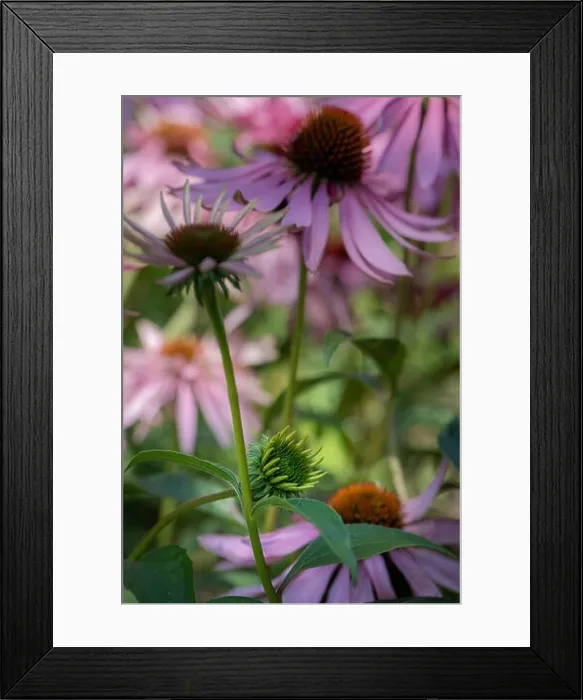 Framed Print : Fine art still life outdoor floral macro of a young coneflower / echinacea blossom / bud on natural colorful blurred garden Framed Print : Fine art still life outdoor floral macro of a young coneflower / echinacea blossom / bud on natural colorful blurred garden