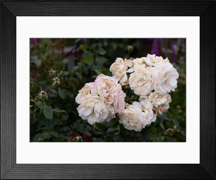 Framed Print : Color outdoor nature flower image of a fading lush bunch white pink rose blossoms on natural blurred green background