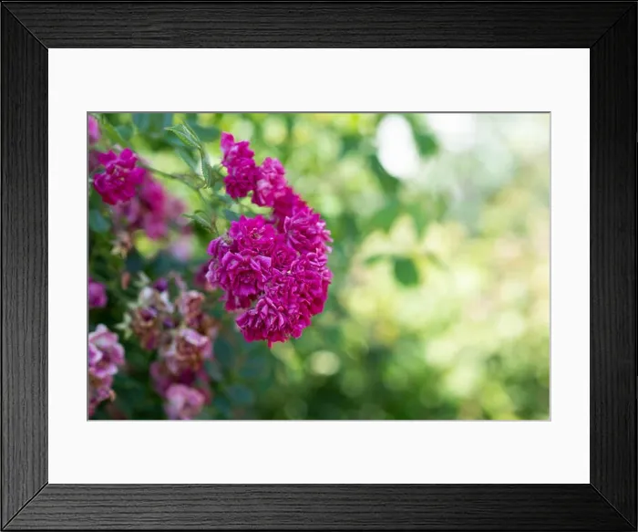 Framed Print : Color outdoor nature flower image of a shrub of pink rose blossoms with buds Framed Print : Color outdoor nature flower image of a shrub of pink rose blossoms with buds