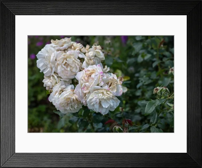 Framed Print : Color outdoor nature flower image of a fading lush bunch white pink rose blossoms on natural blurred green background Framed Print : Color outdoor nature flower image of a fading lush bunch white pink rose blossoms on natural blurred green background