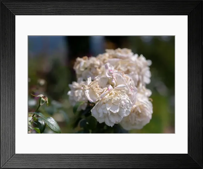 Framed Print : Color outdoor nature flower image of a fading lush bunch white pink rose blossoms on natural blurred green background Framed Print : Color outdoor nature flower image of a fading lush bunch white pink rose blossoms on natural blurred green background