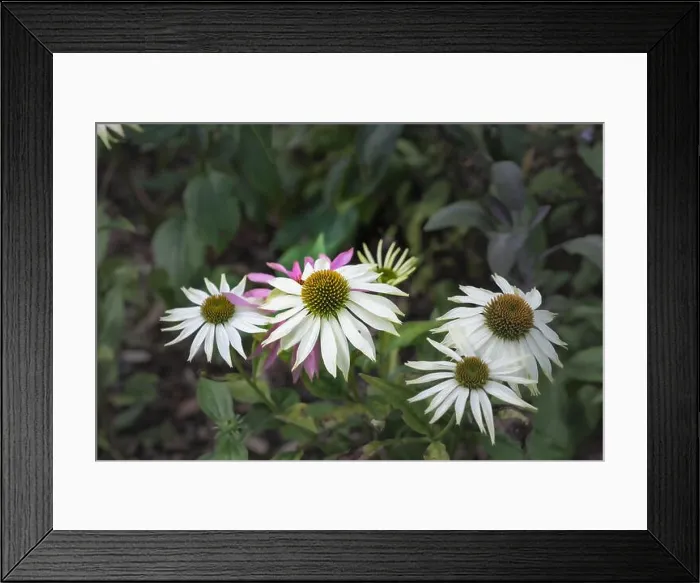 Framed Print : Natural outdoor floral macro of a group of wide open white yellow green coneflower / echinacea blossom on natural green Framed Print : Natural outdoor floral macro of a group of wide open white yellow green coneflower / echinacea blossom on natural green