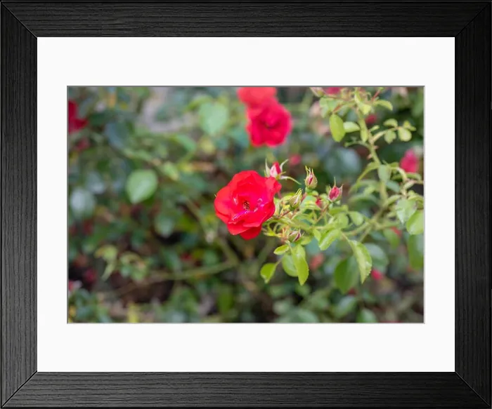 Framed Print : Color outdoor floral image of a red rose blossom with many buds taken on a sunny summer day with blurred natural green Framed Print : Color outdoor floral image of a red rose blossom with many buds taken on a sunny summer day with blurred natural green