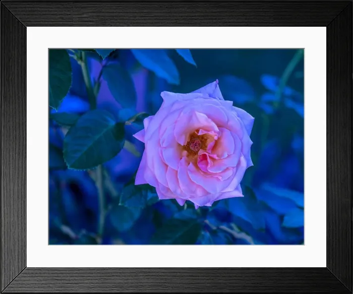 Framed Print : Colorful fine art still life floral outdoor macro of single isolated pink white rose blossom Framed Print : Colorful fine art still life floral outdoor macro of single isolated pink white rose blossom