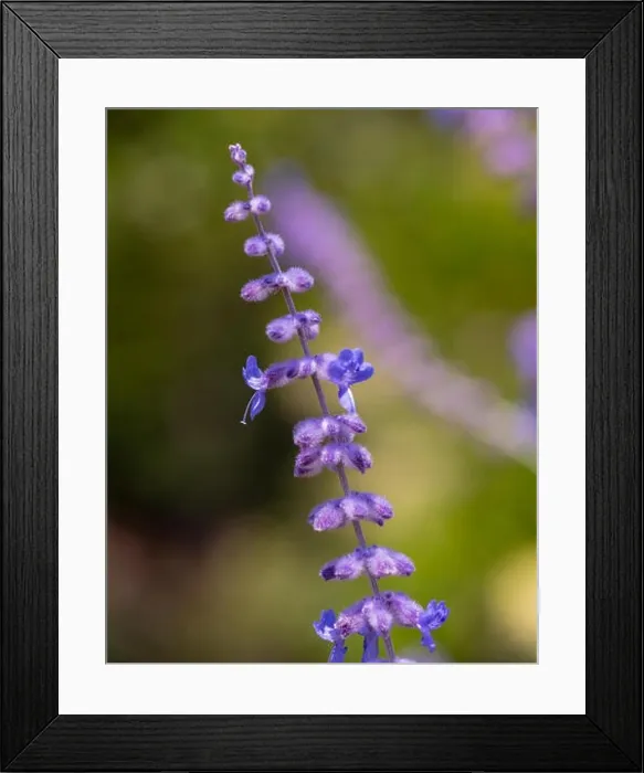 Framed Print : Color outdoor floral image of a perovskia  /  russian sage  /  blue spire blossom taken on a sunny summer day with blurred