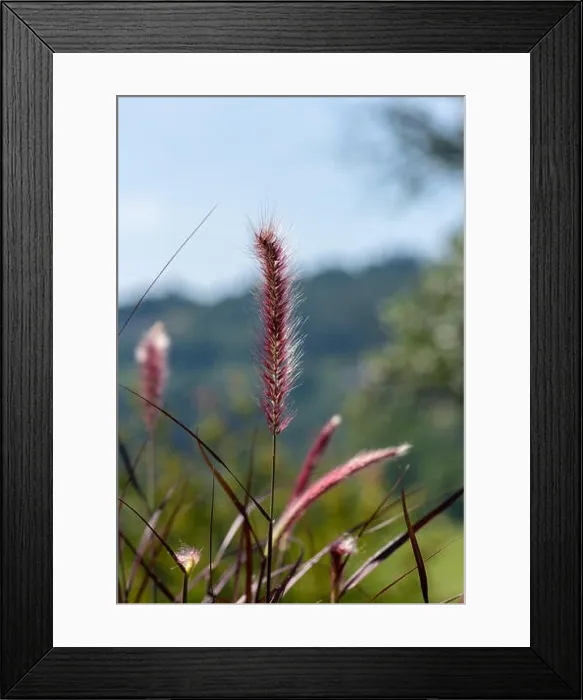 Framed Print : Detailed outdoor color macro of a single isolated chinese pennisetum / chinese fountaing / dwarf fountain / foxtail fountain