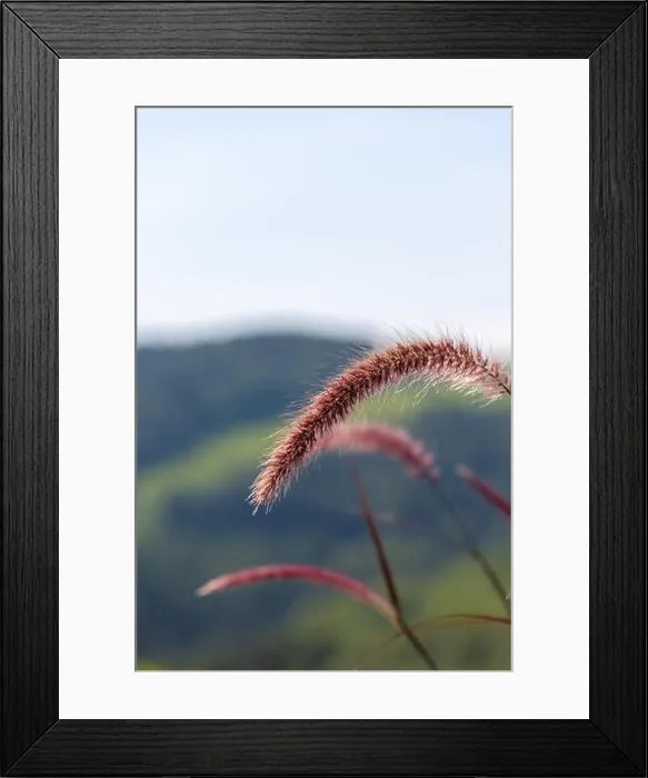 Framed Print : Detailed outdoor color macro of a single isolated chinese pennisetum / chinese fountaing / dwarf fountain / foxtail fountain Framed Print : Detailed outdoor color macro of a single isolated chinese pennisetum / chinese fountaing / dwarf fountain / foxtail fountain