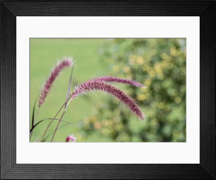 Framed Print : Natural outdoor color macro of a single isolated chinese pennisetum / chinese fountaing / dwarf fountain / foxtail fountain Framed Print : Natural outdoor color macro of a single isolated chinese pennisetum / chinese fountaing / dwarf fountain / foxtail fountain