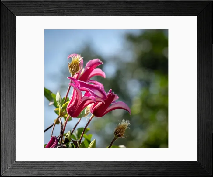 Framed Print : Outdoor floral color macro of a bunch of sunlit pink white clematis blossoms on natural blurred green background on a Framed Print : Outdoor floral color macro of a bunch of sunlit pink white clematis blossoms on natural blurred green background on a