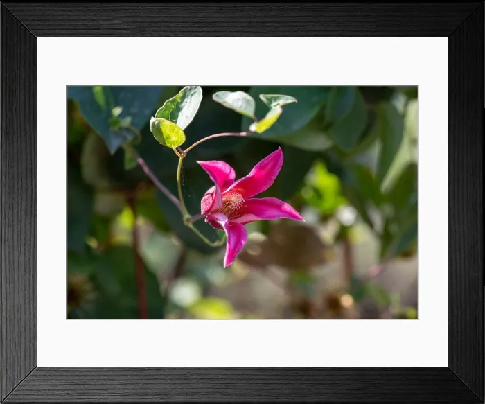 Framed Print : Outdoor floral color macro of a single isolated sunlit pink white clematis blossom on natural blurred green background Framed Print : Outdoor floral color macro of a single isolated sunlit pink white clematis blossom on natural blurred green background