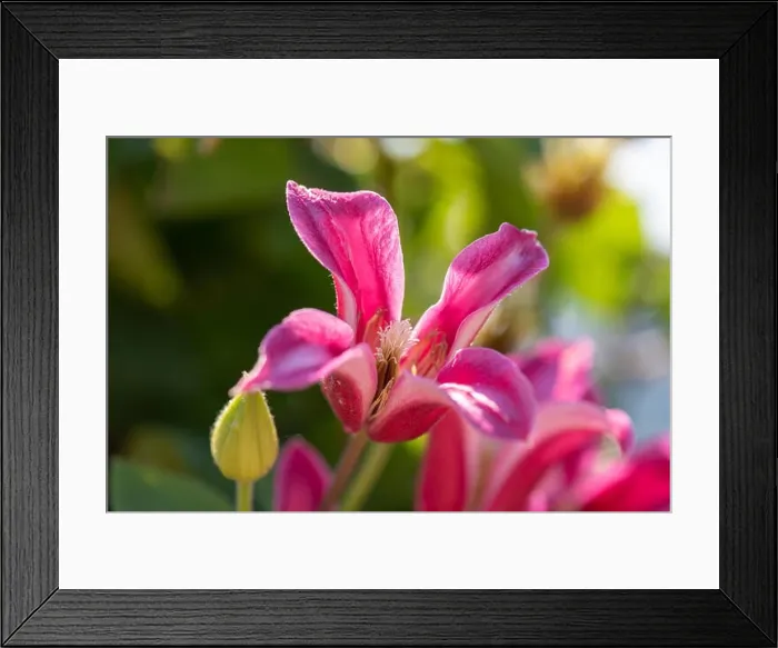 Framed Print : Outdoor floral color macro of a single isolated sunlit pink white clematis blossom Framed Print : Outdoor floral color macro of a single isolated sunlit pink white clematis blossom