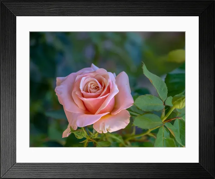 Framed Print : Color outdoor floral macro of a single isolated pink rose blossom on natural blurred green background with detailed Framed Print : Color outdoor floral macro of a single isolated pink rose blossom on natural blurred green background with detailed