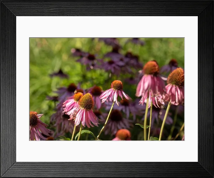 Framed Print : Fine art still life outdoor floral macro of wide open pink orange coneflower / echinacea blossoms Framed Print : Fine art still life outdoor floral macro of wide open pink orange coneflower / echinacea blossoms