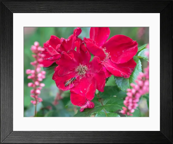 Framed Print : Outdoor color flower top view macro of a young wide open blooming red rose blossom Framed Print : Outdoor color flower top view macro of a young wide open blooming red rose blossom